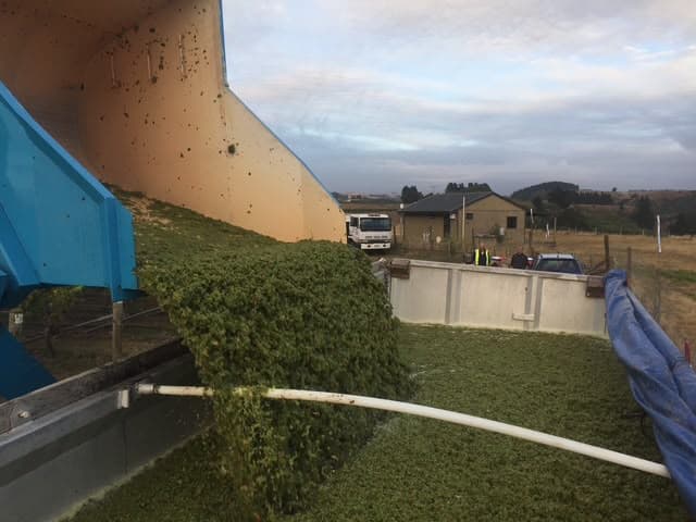 Freshly picked green grapes tipped into a collection bin