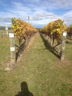 Vineyard rows with a path between them