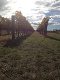 Vineyard row looking toward a bright sky