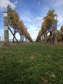 Vineyard row viewed low from the grass