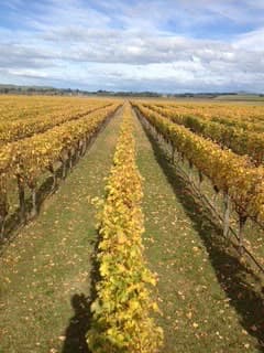 Rows of vines with autumn foliage under an open sky
