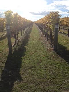 Sunlit vineyard row with long shadows