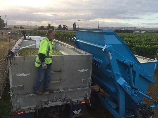 Worker beside harvest collection equipment